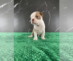 Small Photo #135 Boston Terrier Puppy For Sale in TULARE, CA, USA