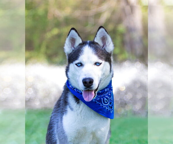 Medium Photo #3 Siberian Husky-Unknown Mix Puppy For Sale in Unionville, PA, USA