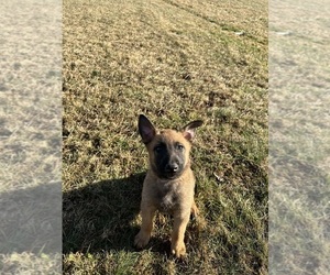 Belgian Malinois Puppy for Sale in LOST CREEK, West Virginia USA