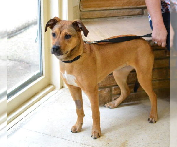 Medium Photo #5 Labrador Retriever-Unknown Mix Puppy For Sale in Enfield, CT, USA