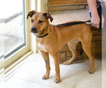 Small #4 Labrador Retriever Mix