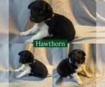 Small #5 Border Collie
