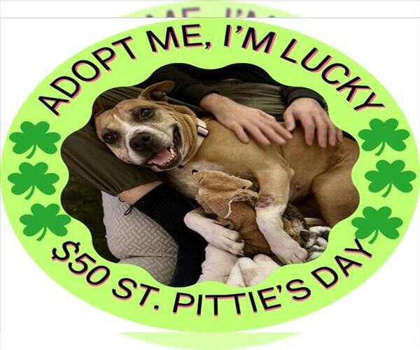 Medium Photo #3 Boxer-Unknown Mix Puppy For Sale in Santa Cruz, CA, USA