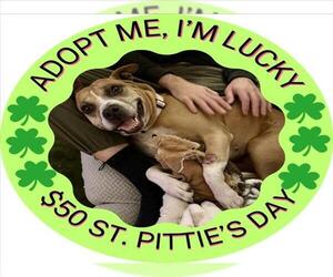 DOVEY - Female Boxer-Unknown Mix Dog for Adoption - Photo #3