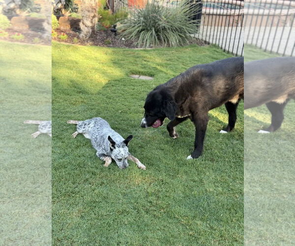 Medium Photo #6 Mutt Puppy For Sale in Euless, TX, USA