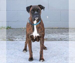 Mother of the Boxer puppies born on 09/01/2025