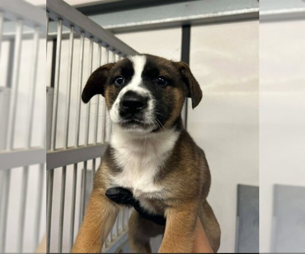 Medium Photo #1 German Shepherd Dog-Unknown Mix Puppy For Sale in Stockton, CA, USA