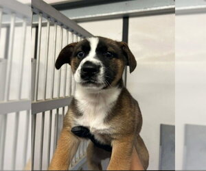 German Shepherd Dog-Unknown Mix Dogs for adoption in Stockton, CA, USA
