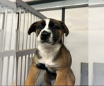 Small German Shepherd Dog Mix