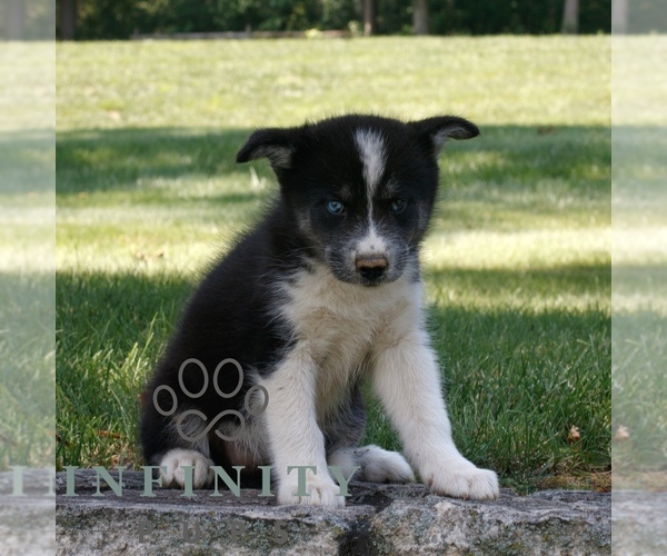 Medium Photo #2 Samoyed-Siberian Husky Mix Puppy For Sale in GAP, PA, USA
