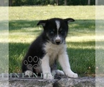 Small #1 Samoyed-Siberian Husky Mix