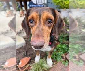 Beagle Dogs for adoption in Dunnellon, FL, USA