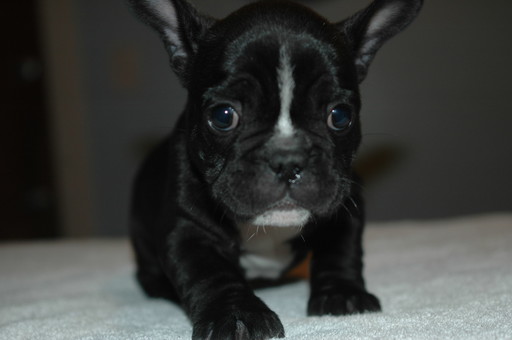 Medium Photo #3 French Bulldog Puppy For Sale in CENTRAL FALLS, RI, USA