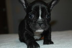 Small Photo #3 French Bulldog Puppy For Sale in CENTRAL FALLS, RI, USA