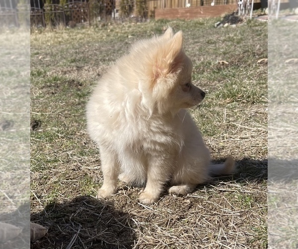 Medium Photo #9 Pomeranian Puppy For Sale in COLUMBIA, MO, USA