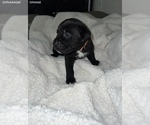 Small Photo #6 Cane Corso Puppy For Sale in TRACY, CA, USA