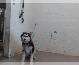 Siberian Husky Dogs for adoption in San Bernardino, CA, USA