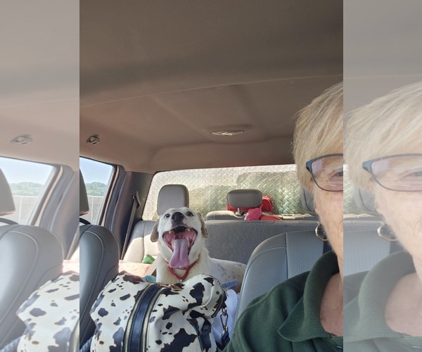 Medium Photo #18 English Setter-Labrador Retriever Mix Puppy For Sale in Rustburg, VA, USA