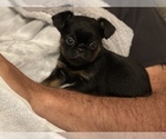 Small Photo #4 Brussels Griffon Puppy For Sale in POWHATAN, VA, USA