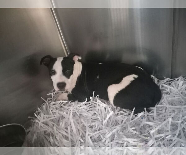 Medium Photo #15 American Pit Bull Terrier-Unknown Mix Puppy For Sale in Murfreesboro, NC, USA