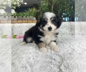 Aussiedoodle Miniature Puppy for sale in GREENFIELD, IN, USA