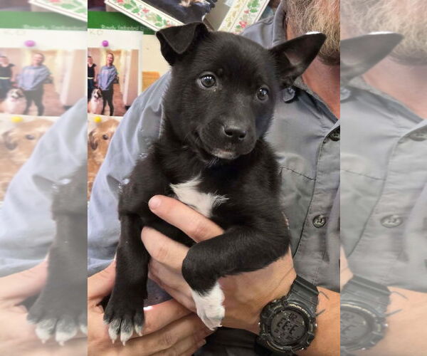 Medium Photo #1 Labrador Retriever Puppy For Sale in Amarillo, TX, USA