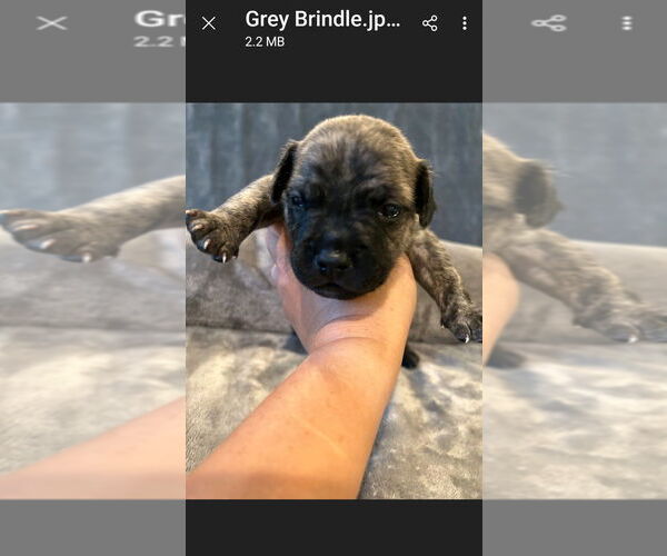 Medium Photo #4 French Bulldog-Unknown Mix Puppy For Sale in Lake Forest, CA, USA