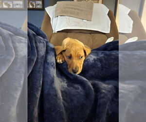 Labrador Retriever-Unknown Mix Dogs for adoption in Montello, WI, USA