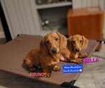 Small #3 Dachshund