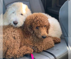 Goldendoodle Puppy for Sale in WEIRSDALE, Florida USA