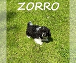 Small #1 Shih-Poo