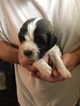 Puppy 1 Saint Bernard