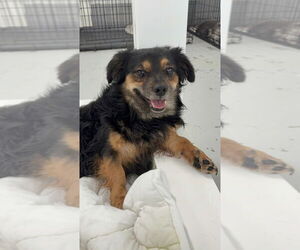 Jazzy 2094 - Male Mutt Dog for Adoption - Photo #5