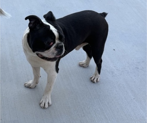 Medium Photo #2 Boston Terrier Puppy For Sale in YUCCA VALLEY, CA, USA
