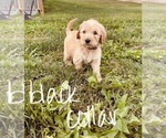Small Photo #83 Goldendoodle Puppy For Sale in WEST PLAINS, MO, USA