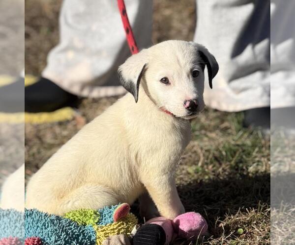 Medium Photo #4 Labrador Retriever-Unknown Mix Puppy For Sale in Yardley, PA, USA
