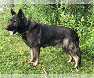 Father of the German Shepherd Dog puppies born on 03/01/2026