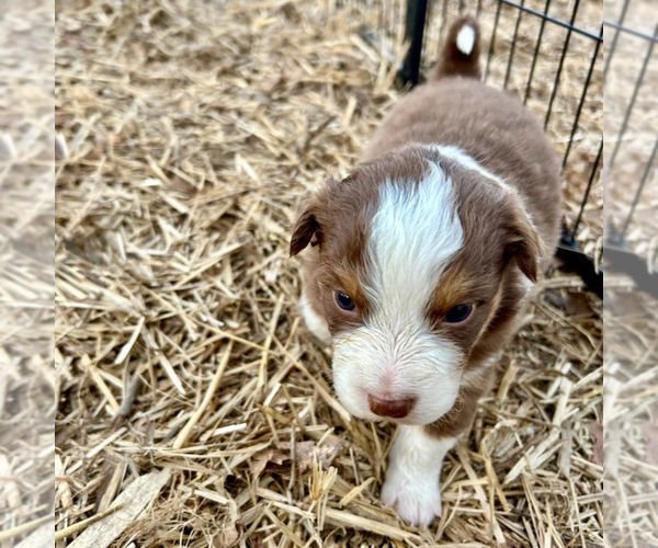Medium Photo #2 Australian Shepherd Puppy For Sale in SMITHS GROVE, KY, USA