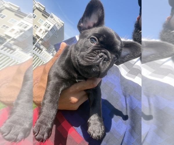Medium Photo #7 French Bulldog Puppy For Sale in ARVERNE, NY, USA