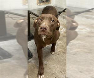 Border Collie-Unknown Mix Dogs for adoption in San Andreas, CA, USA