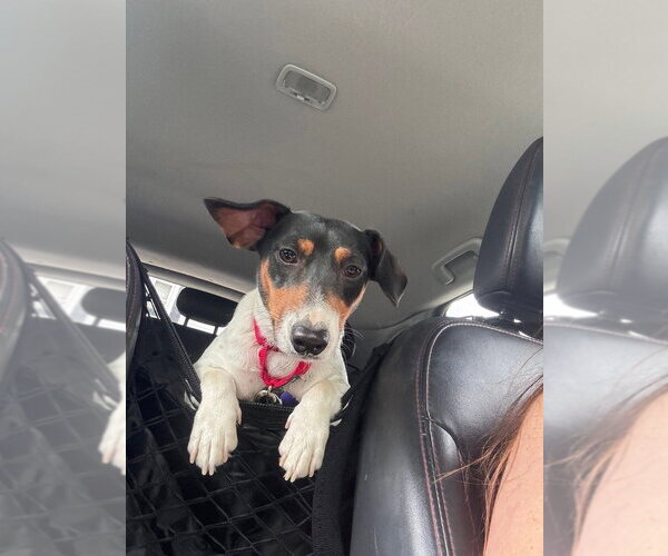 Medium Photo #6 Jack Russell Terrier Puppy For Sale in Oak Bluffs, MA, USA