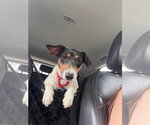 Small #5 Jack Russell Terrier