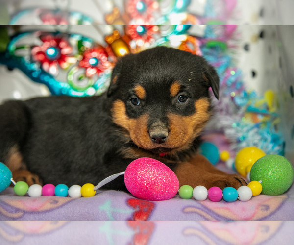 Medium Photo #5 Rottweiler Puppy For Sale in WEST FARMINGTON, OH, USA