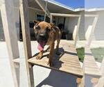 Small Photo #9 Cane Corso Puppy For Sale in HEMET, CA, USA