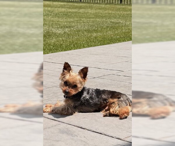 Medium Photo #2 Mutt Puppy For Sale in Allentown,, PA, USA
