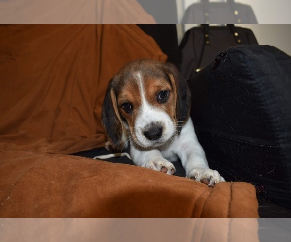 Medium Photo #2 Beagle Puppy For Sale in LUBBOCK, TX, USA