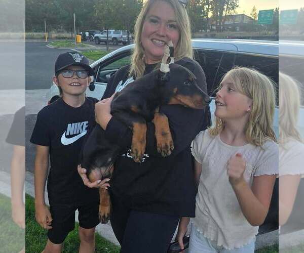 Medium Photo #6 Doberman Pinscher Puppy For Sale in FORT LAUDERDALE, FL, USA