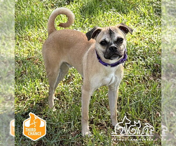 Medium Photo #1 Pug-Unknown Mix Puppy For Sale in Irvine, CA, USA