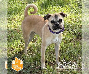 Pug-Unknown Mix Dogs for adoption in Irvine, CA, USA