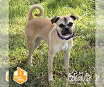 ZORO - Male Pug-Unknown Mix Dog for Adoption - Small photo